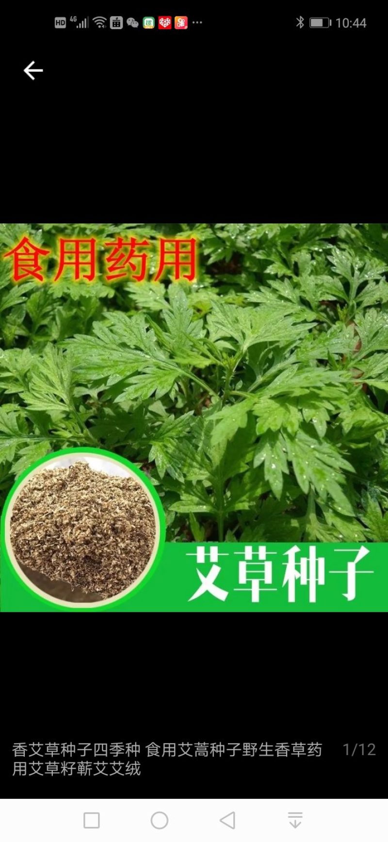 大别山食用大叶艾苗欢迎定购