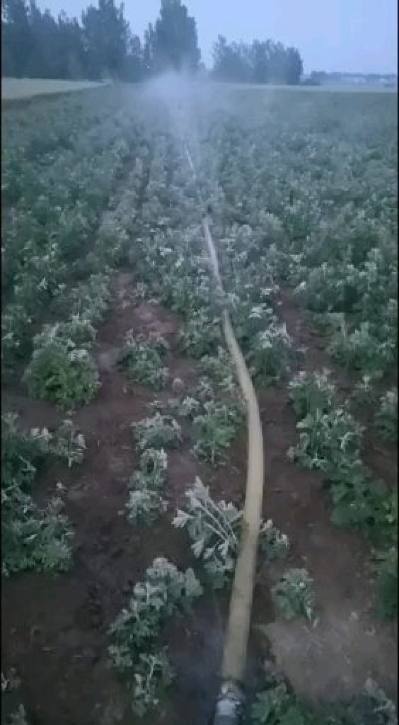 大别山食用大叶艾苗欢迎定购