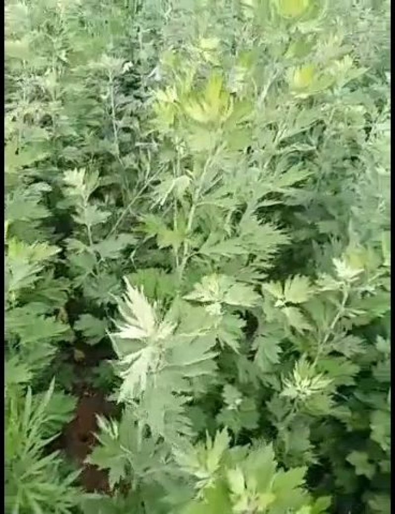 大别山食用大叶艾苗欢迎定购