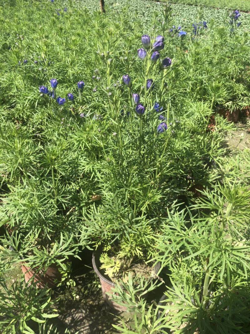 飞燕草，飞燕草成都基地实拍图片