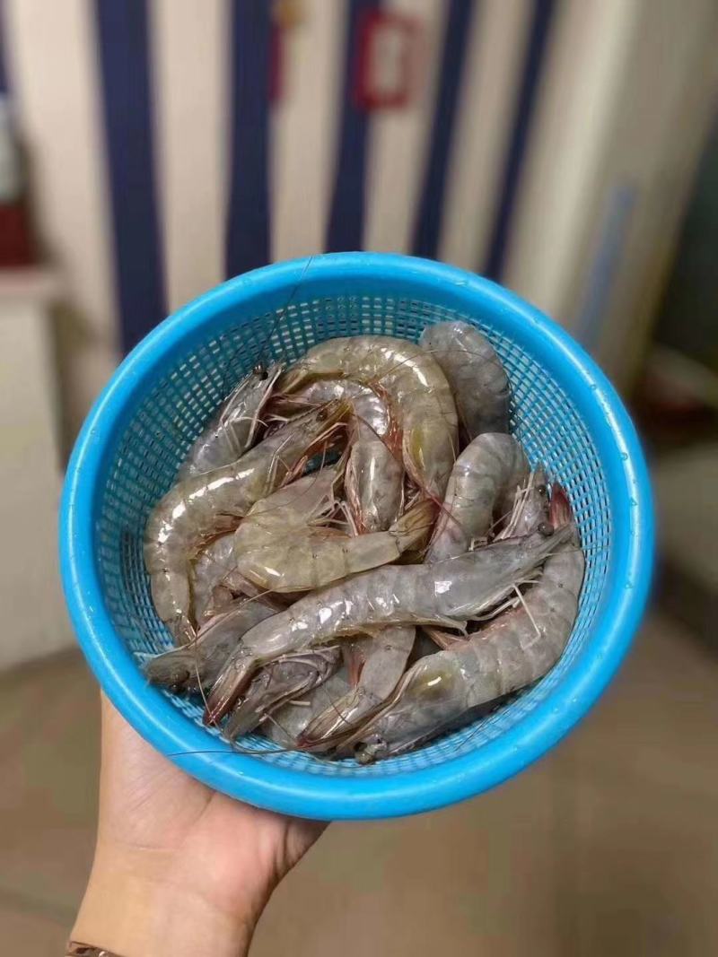 青虾厂家直销，一手货源