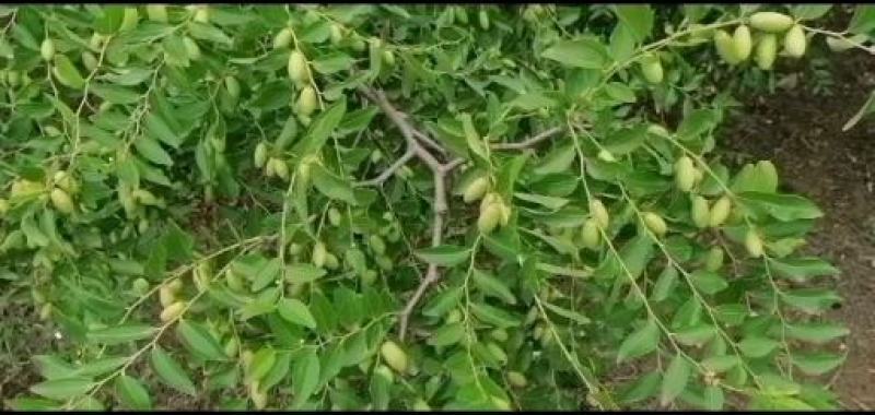 马牙枣产地，代办直销大量货源