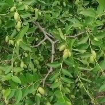 马牙枣产地，代办直销大量货源