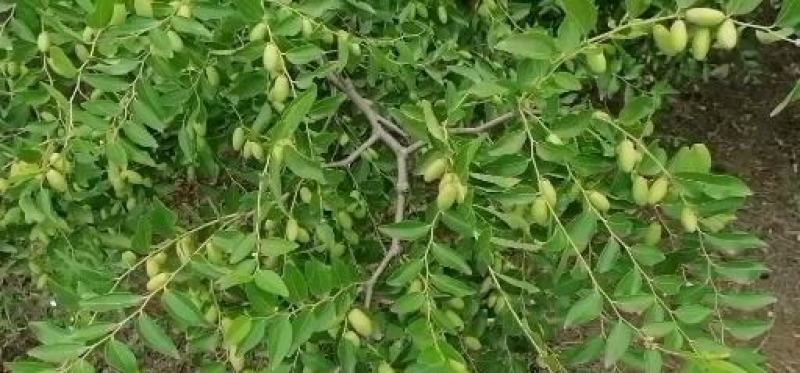 马牙枣产地，代办直销大量货源