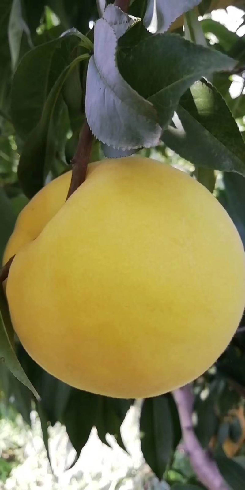 新黄金蜜1号桃苗，早熟黄金桃品种，口感浓甜，自花授粉