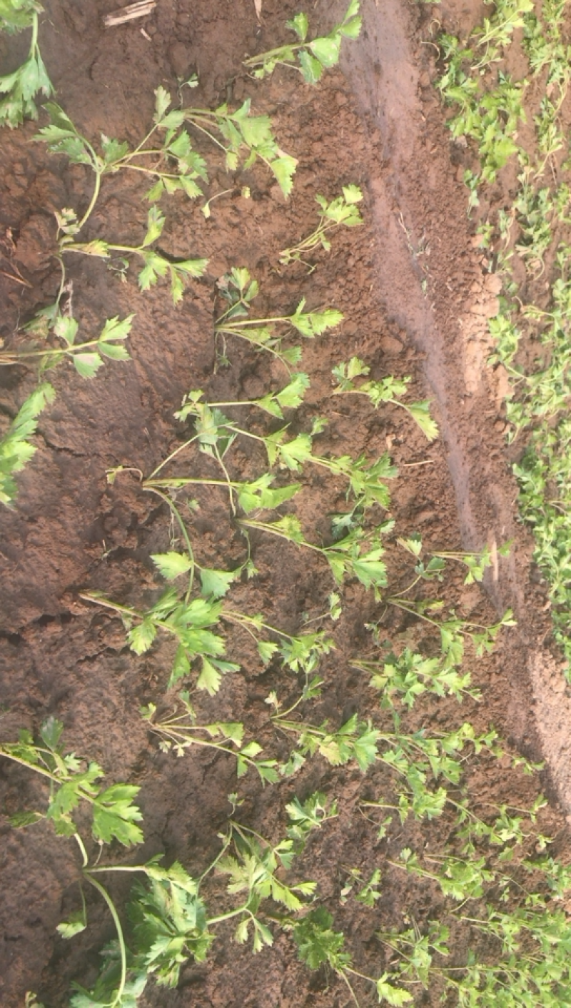 优质法国皇后芹菜苗来吧
