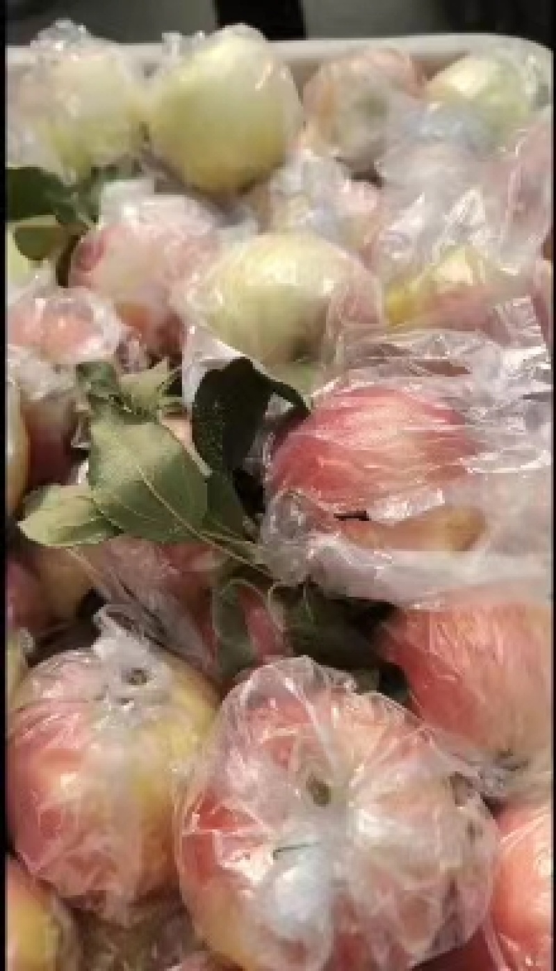山东冠县嘎啦苹果美八苹果