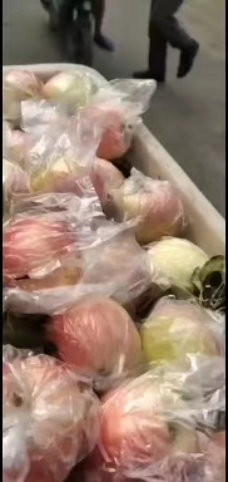 山东冠县嘎啦苹果美八苹果