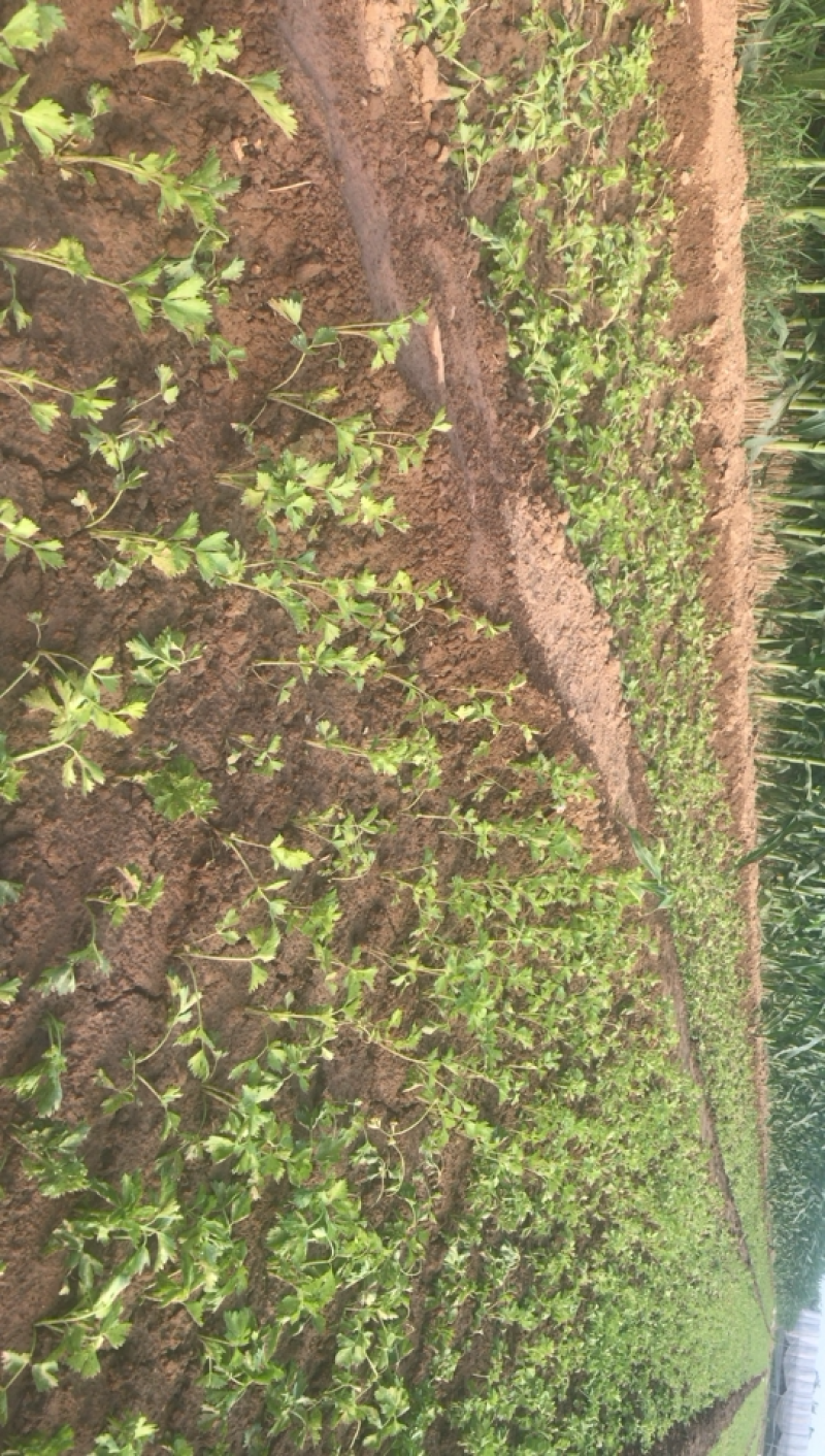 优质法国皇后芹菜苗来吧