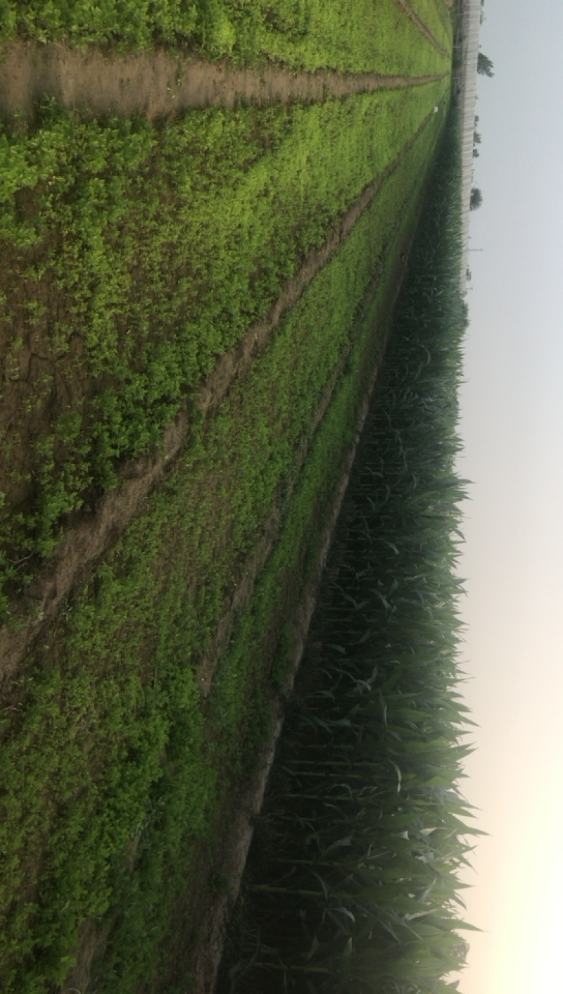 优质法国皇后芹菜苗来吧