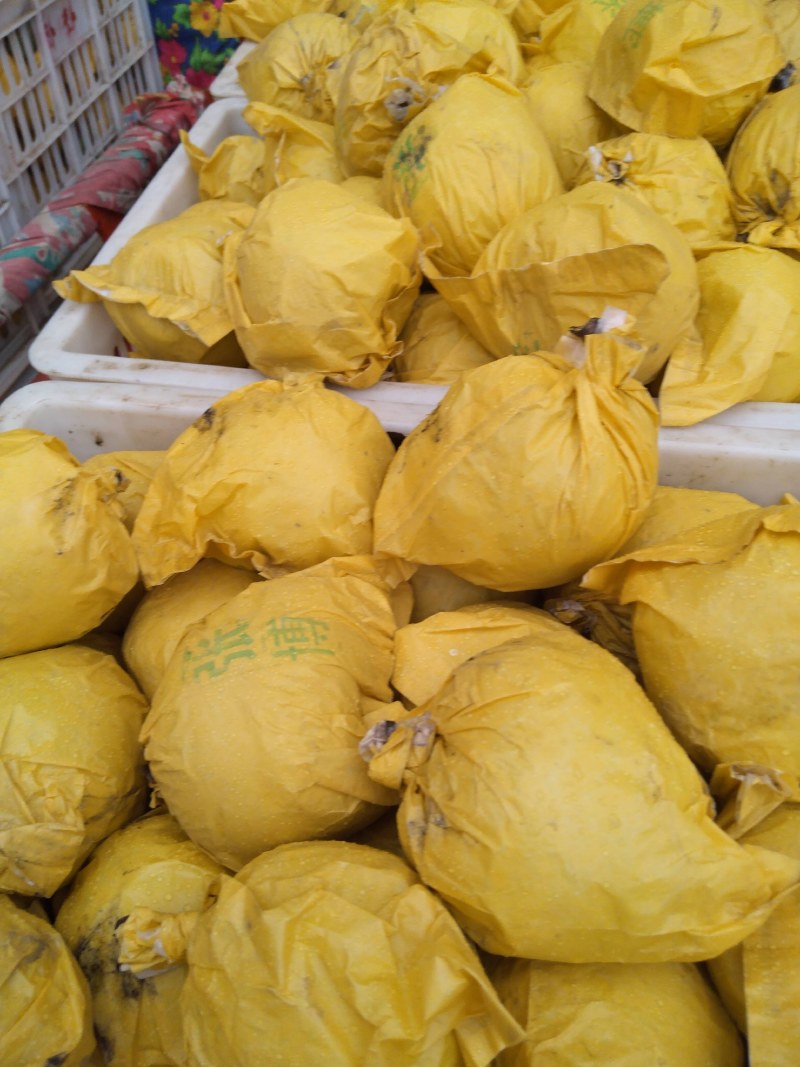 套袋黄冠青梨，大量上市，皮薄，肉细，胡小，甘甜，个头均匀