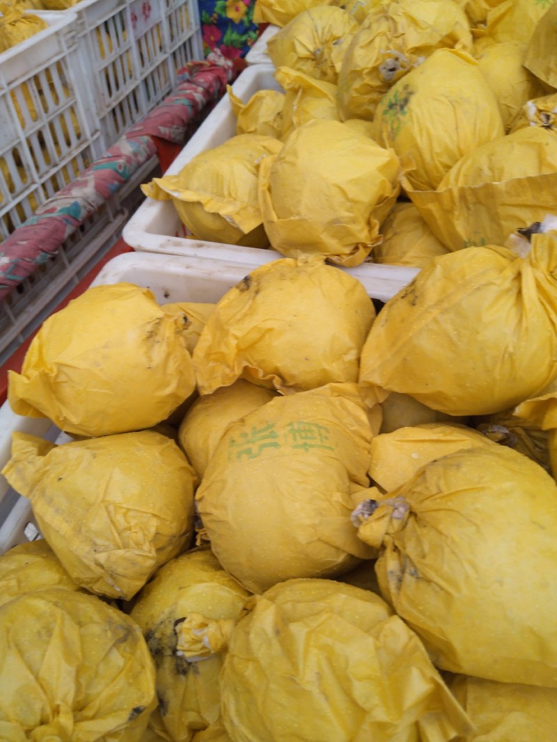 套袋黄冠青梨，大量上市，皮薄，肉细，胡小，甘甜，个头均匀
