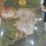 精品冻干各种规格松茸10包邮
