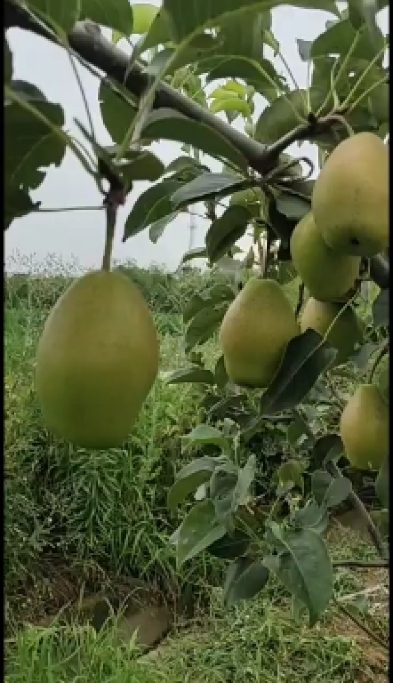 陕西红香酥，一件代发，产地直发招代理！