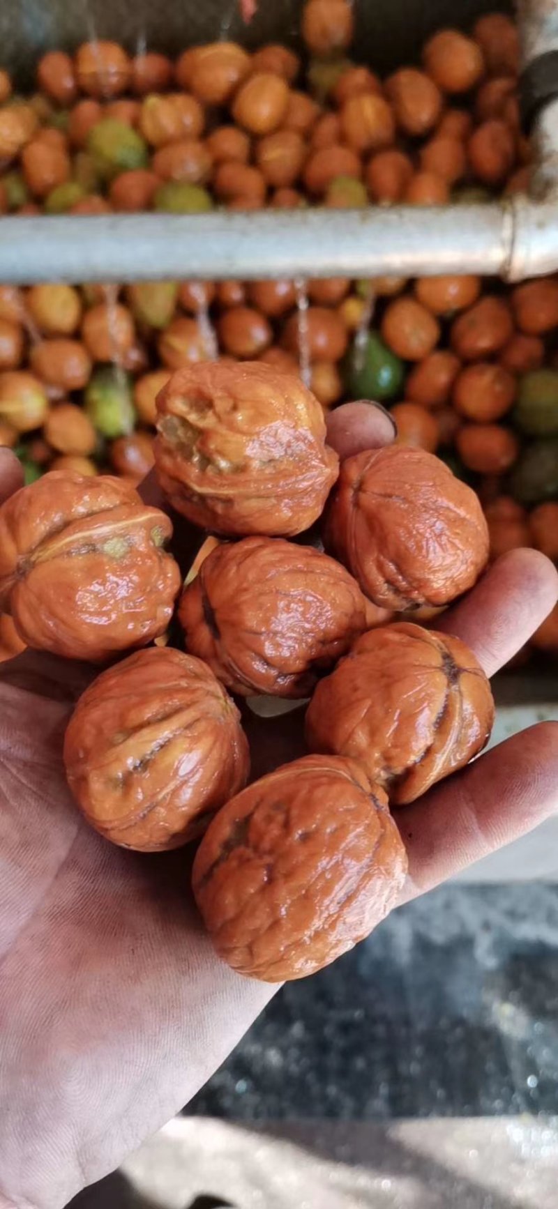 核桃，鲜核桃，青皮，皮薄肉多