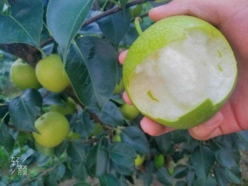 皇冠梨汁多味甜皮薄核小
