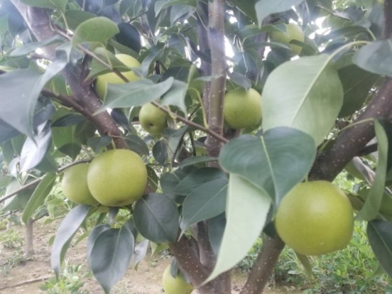 皇冠梨汁多味甜皮薄核小