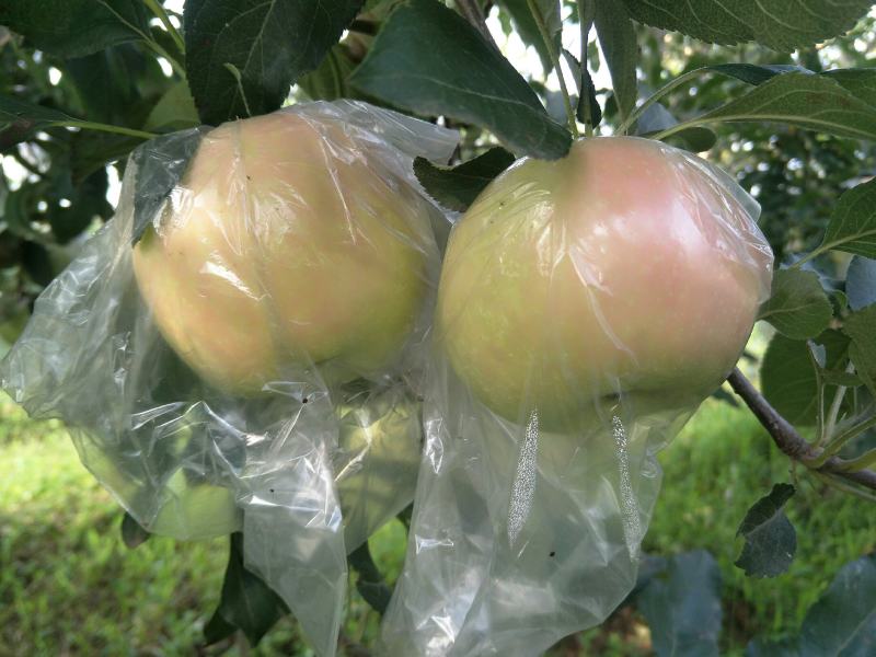 陕西青红嘎啦苹果脆甜多汁