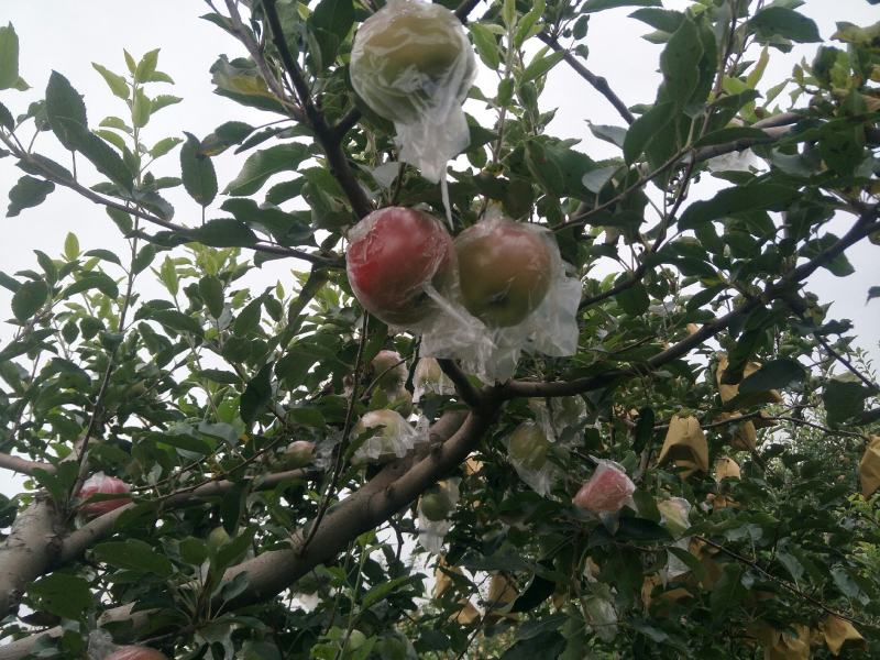 陕西青红嘎啦苹果脆甜多汁