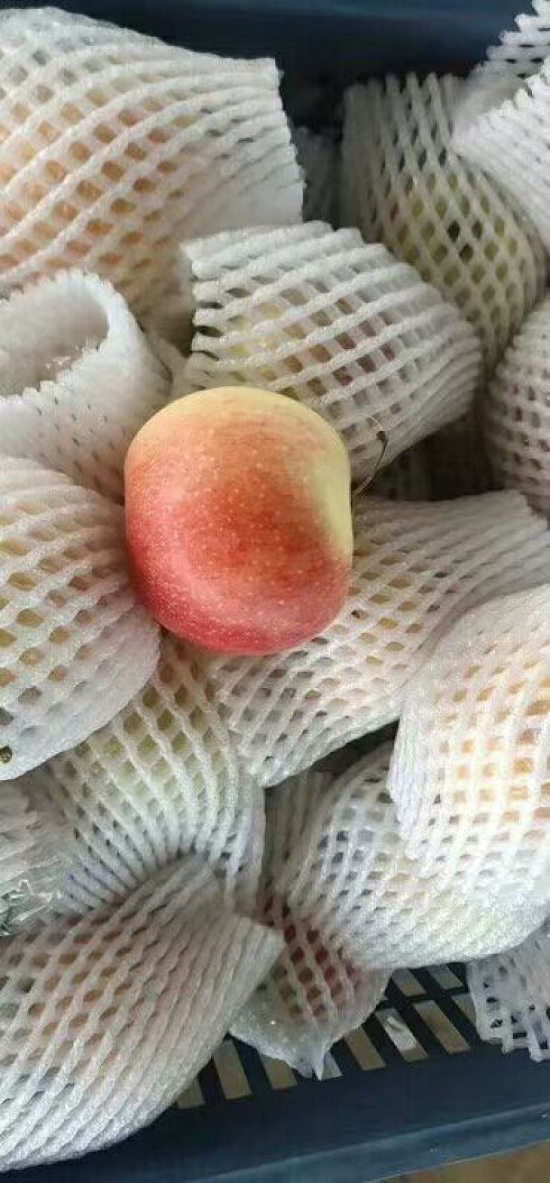 陕西青红嘎啦苹果脆甜多汁