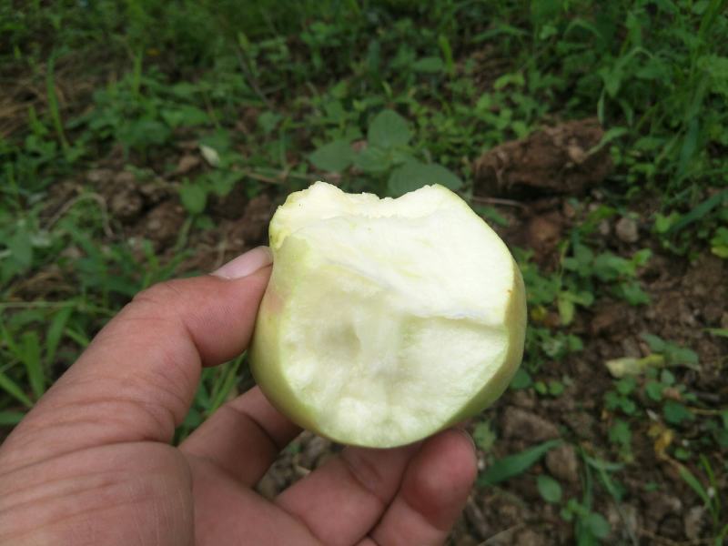 陕西青红嘎啦苹果脆甜多汁