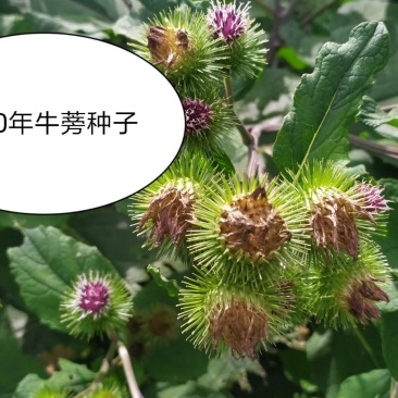 2020年牛蒡种子下树了，自产自销，一手货源，欢迎选购