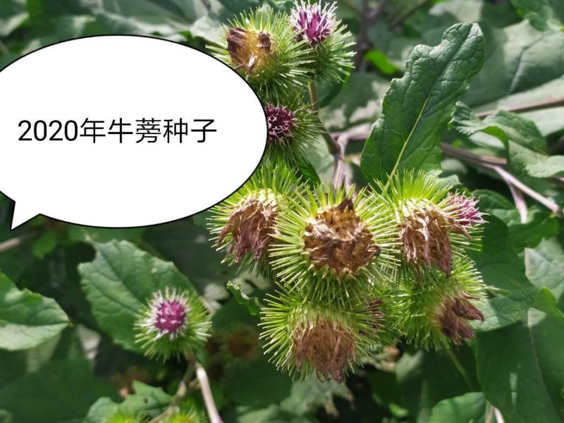 2020年牛蒡种子下树了，自产自销，一手货源，欢迎选购
