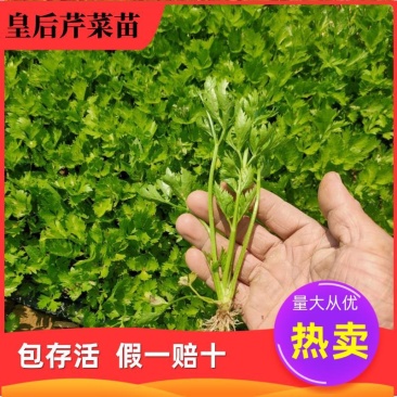 山东芹菜苗，西芹苗，商河基地直供芹菜苗包成活率现摘现发