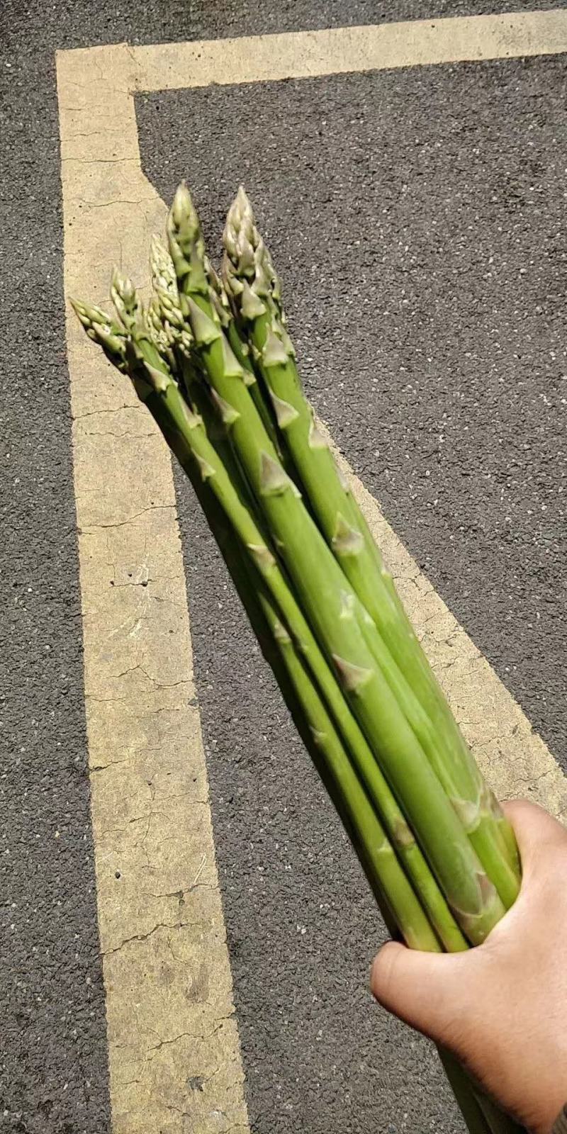 芦笋皖南绿芦笋黄山绿芦笋农家菜芦笋油焖爆炒凉拌家常菜