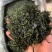 小叶苦丁茶苦丁茶新货批发各种花草茶品质保证