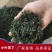 小叶苦丁茶苦丁茶新货批发各种花草茶品质保证