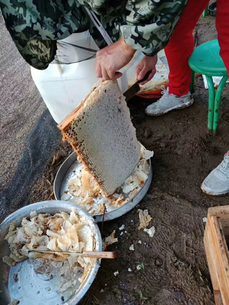 东北椴树蜜及各种蜂产品批发零售蜂场直供，一手货源，保证。