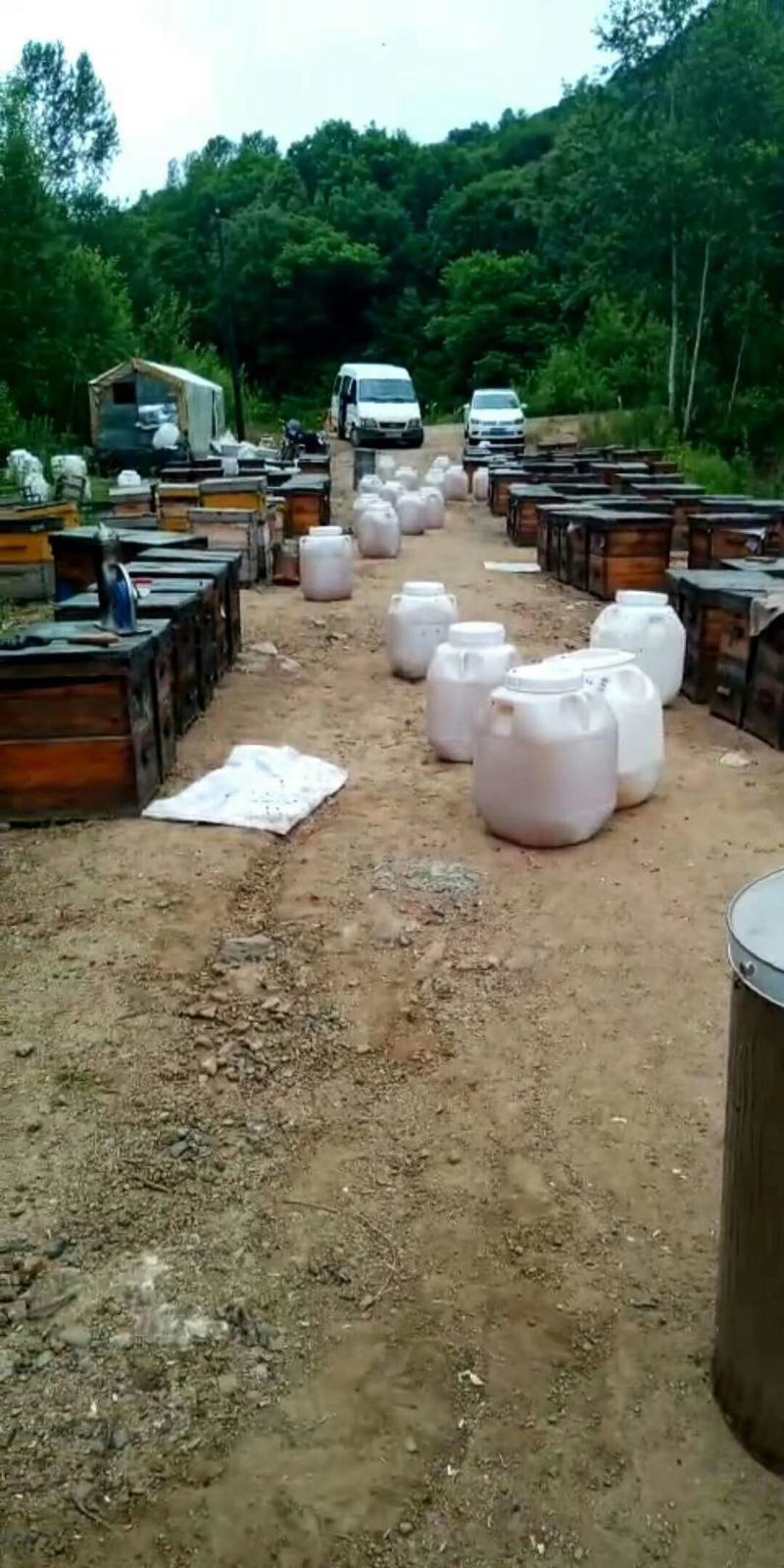 东北椴树蜜及各种蜂产品批发零售蜂场直供，一手货源，保证。