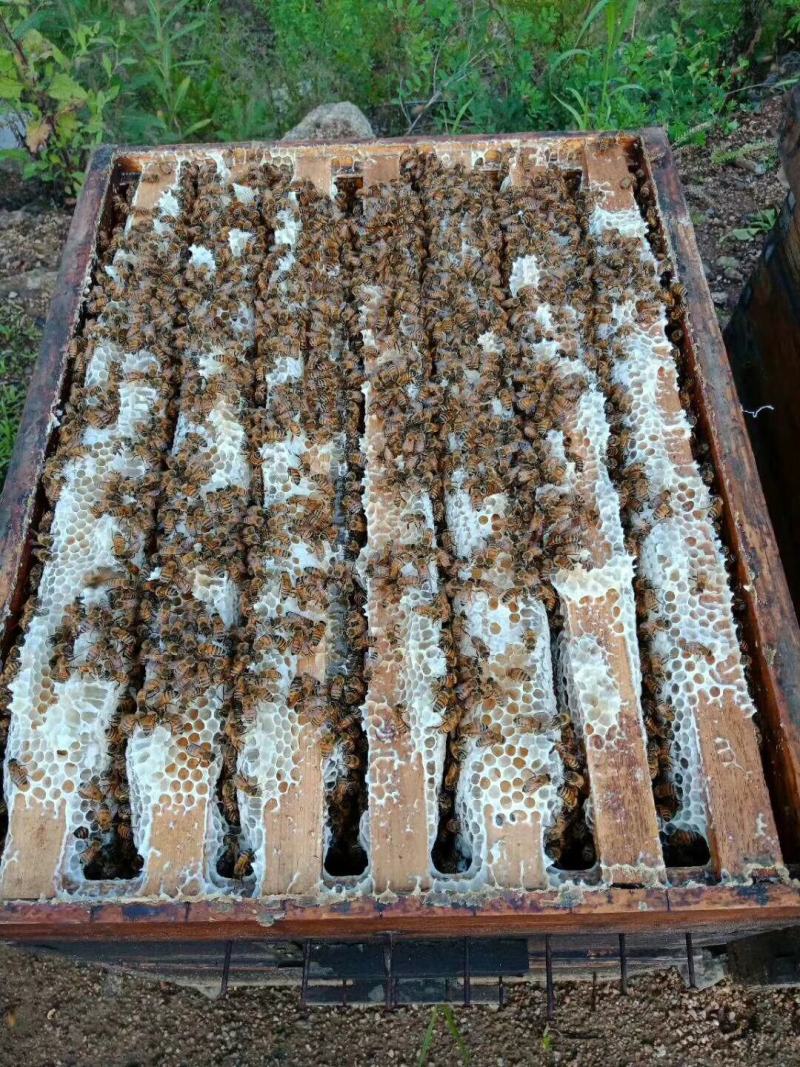 东北椴树蜜及各种蜂产品批发零售蜂场直供，一手货源，保证。