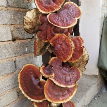 西藏八一精品野生灵芝500g装