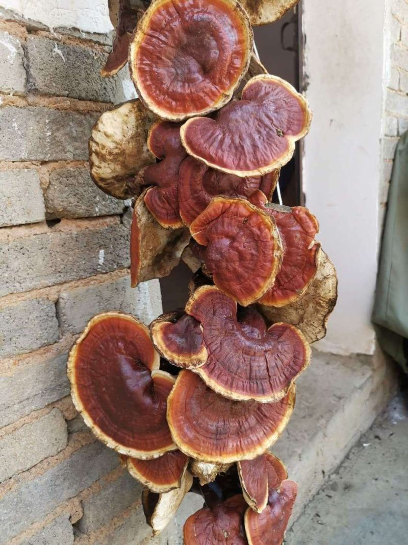 西藏八一精品野生灵芝500g装