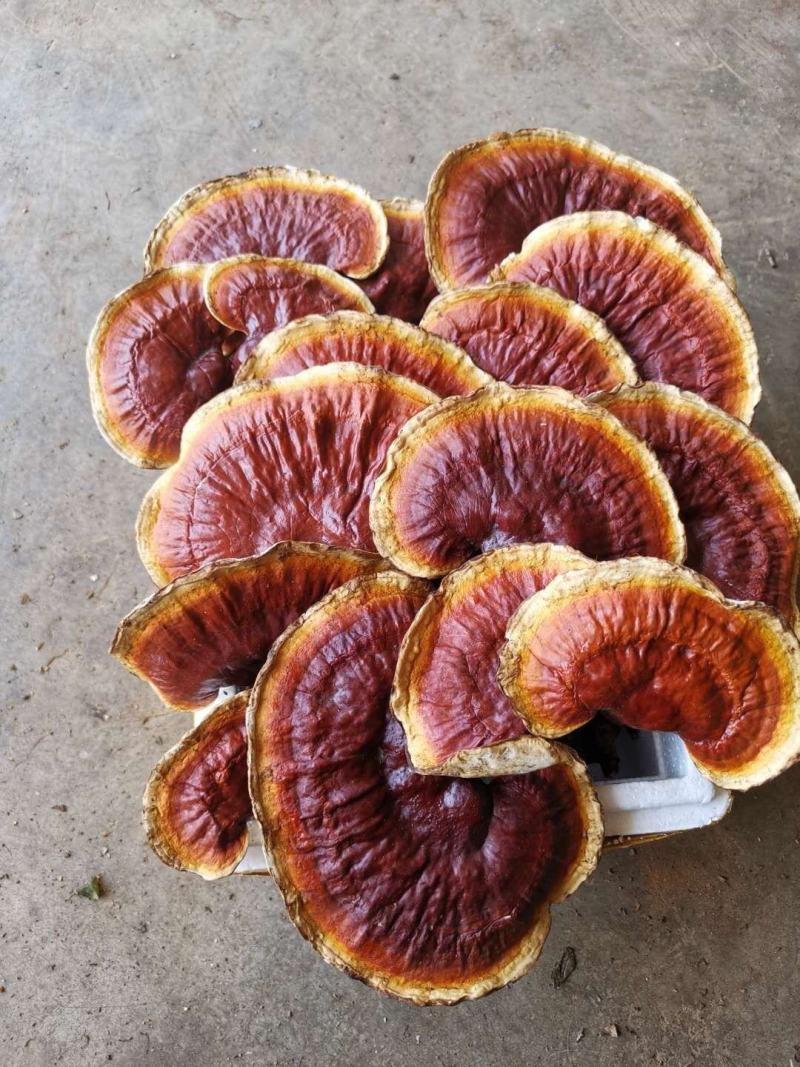 西藏八一精品野生灵芝500g装