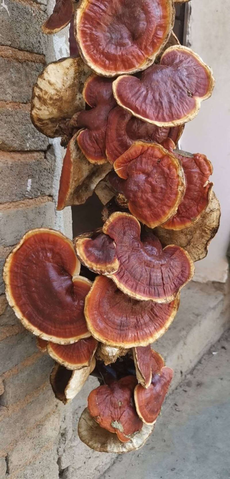 西藏八一精品野生灵芝500g装