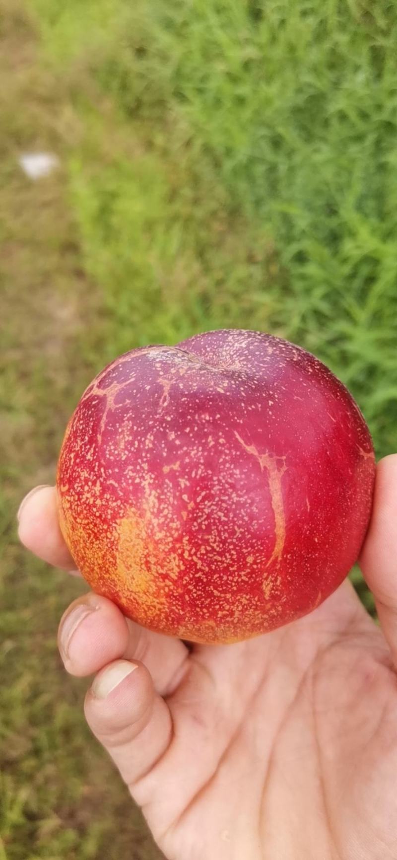 大连黄桃，产地直销，代发货