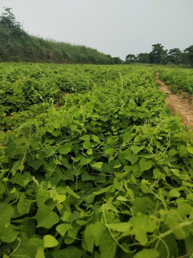 免费供应防己种苗，欢迎咨询药材，一起发展药材种植基地