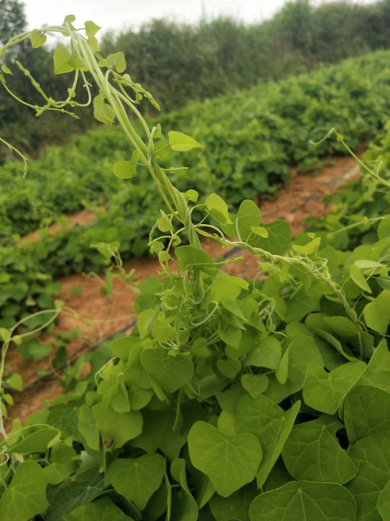 免费供应防己种苗，欢迎咨询药材，一起发展药材种植基地