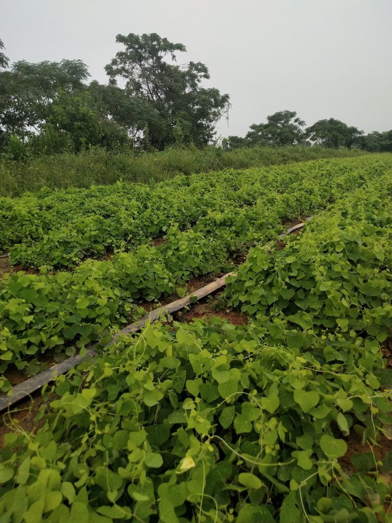 免费供应防己种苗，欢迎咨询药材，一起发展药材种植基地