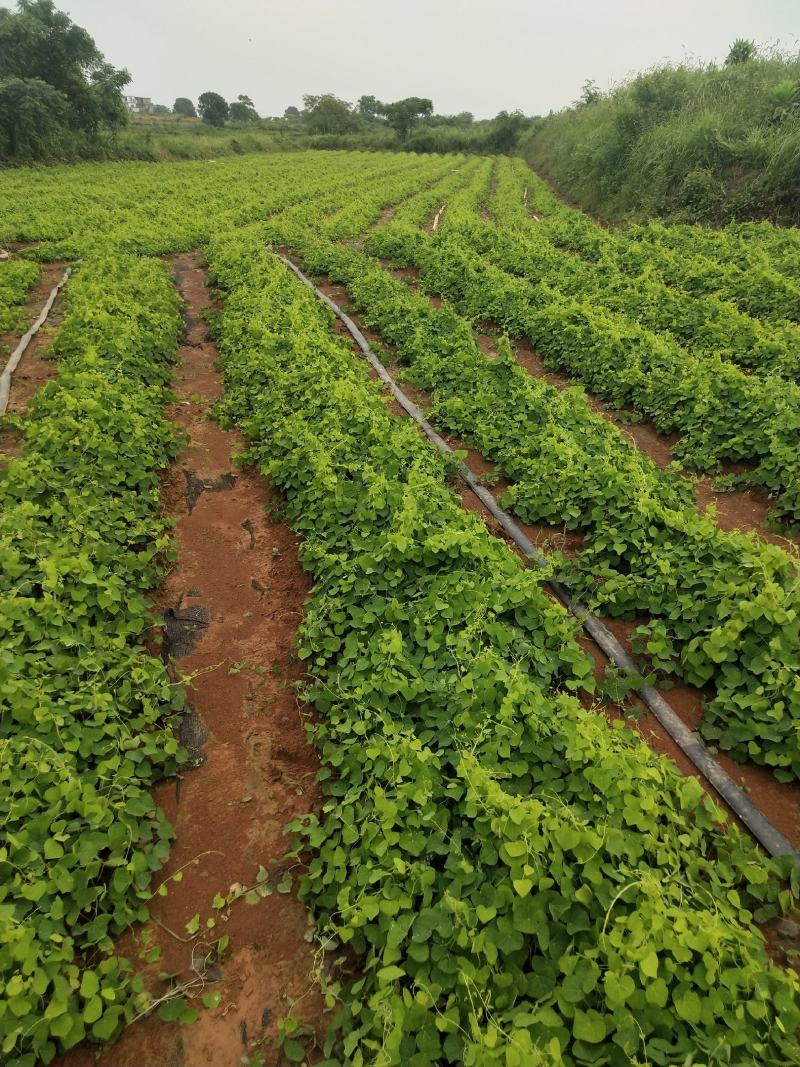 免费供应防己种苗，欢迎咨询药材，一起发展药材种植基地