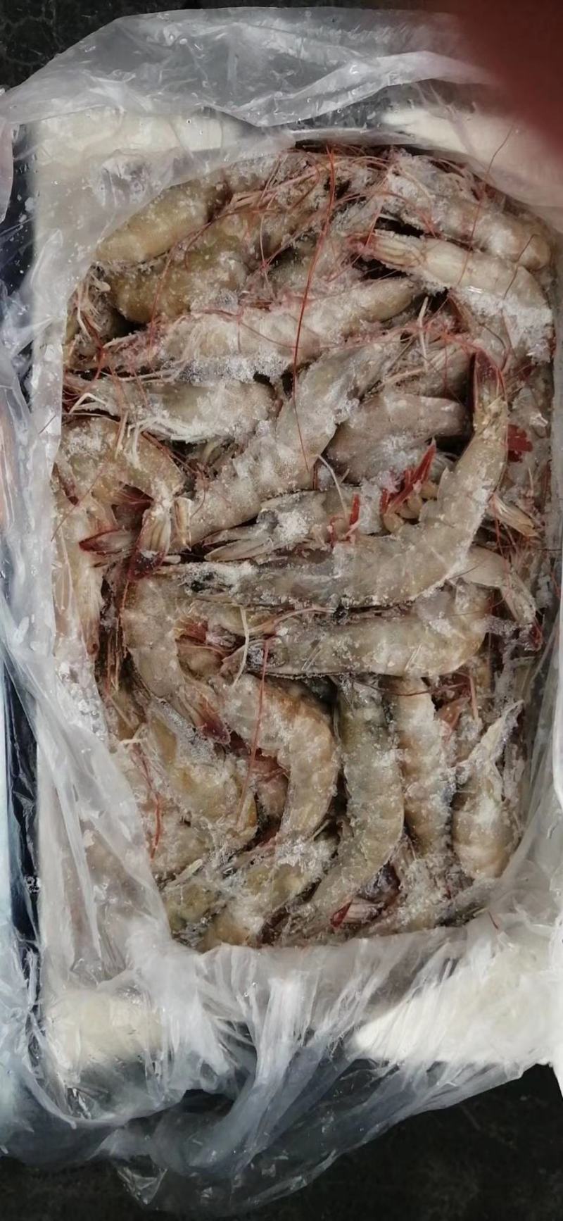 143厂块冻南美白虾系列
