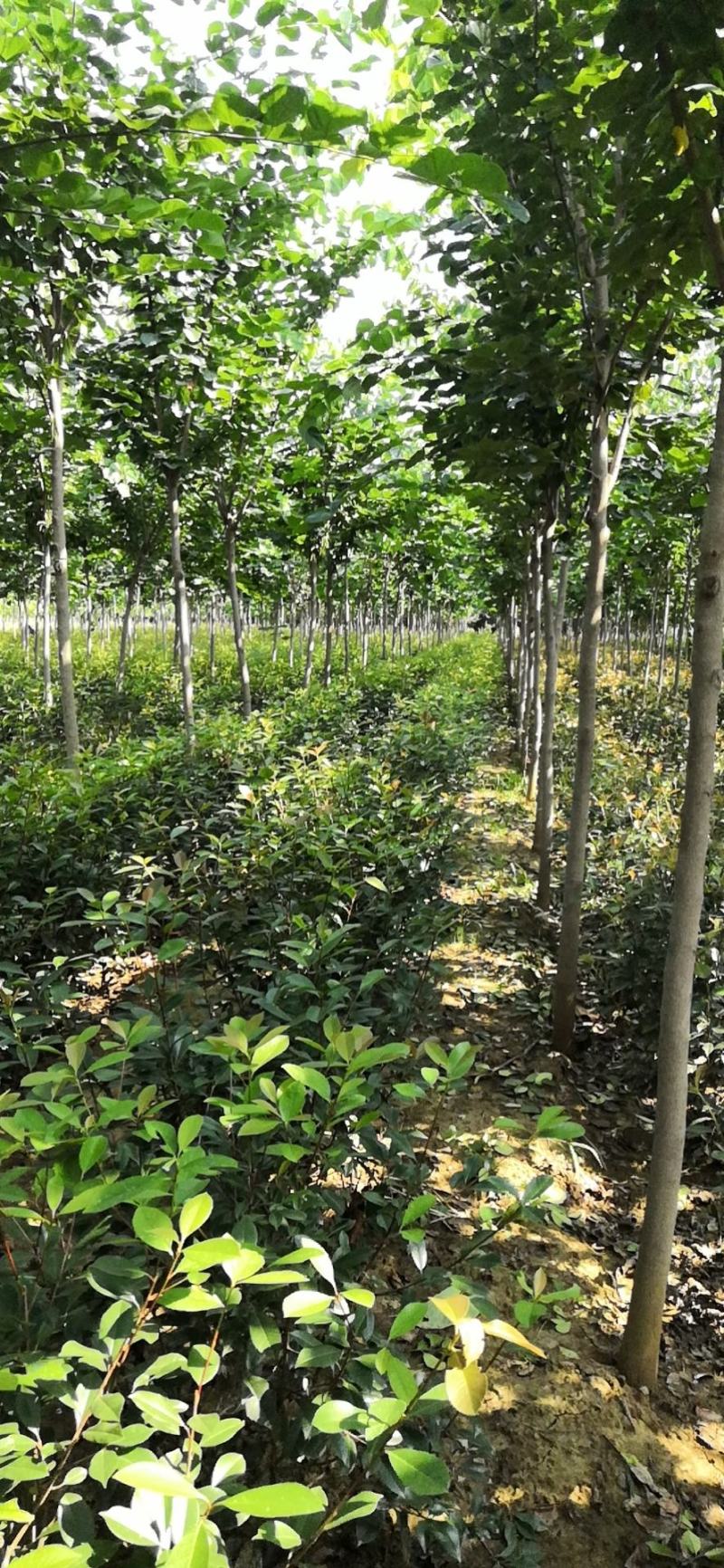 巨紫荆8公分巨紫荆10公分巨紫荆12公分巨紫荆