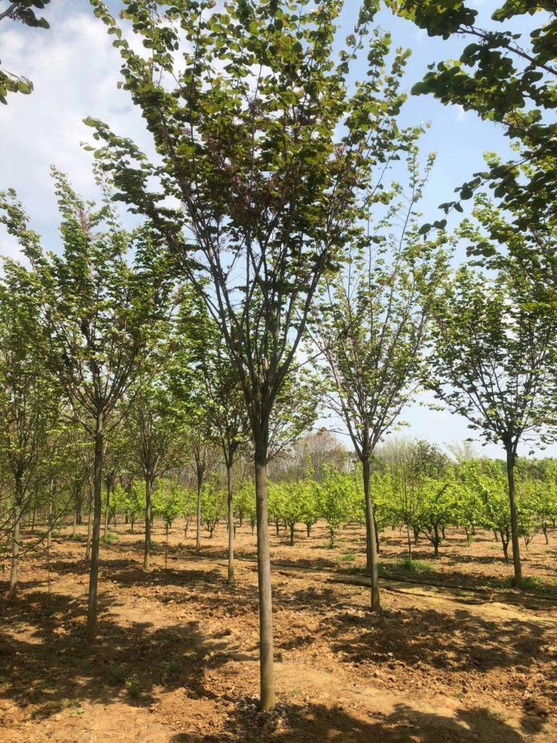 巨紫荆8公分巨紫荆10公分巨紫荆12公分巨紫荆