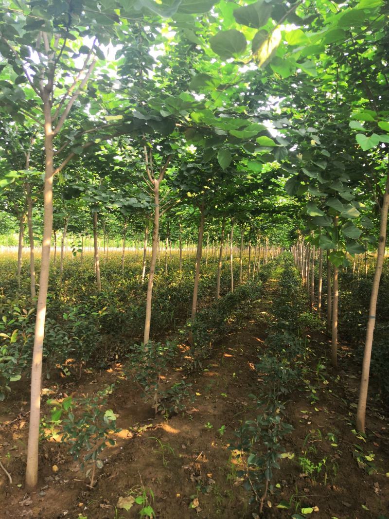 巨紫荆8公分巨紫荆10公分巨紫荆12公分巨紫荆