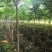 巨紫荆8公分巨紫荆10公分巨紫荆12公分巨紫荆