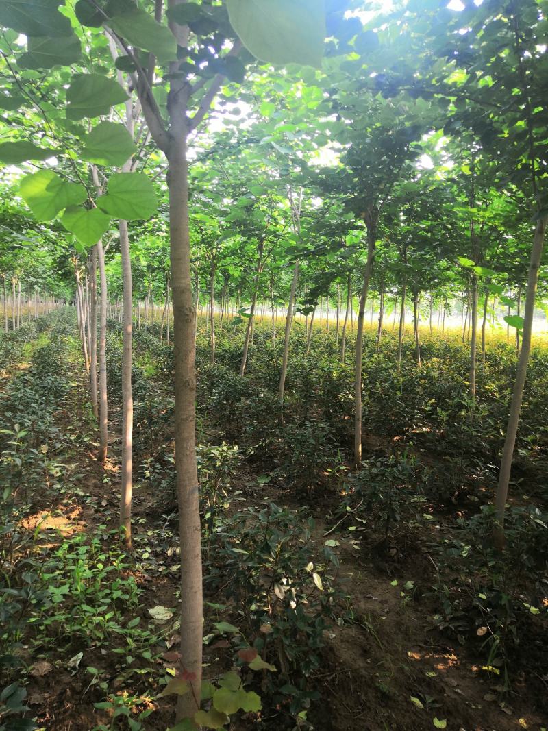 巨紫荆8公分巨紫荆10公分巨紫荆12公分巨紫荆