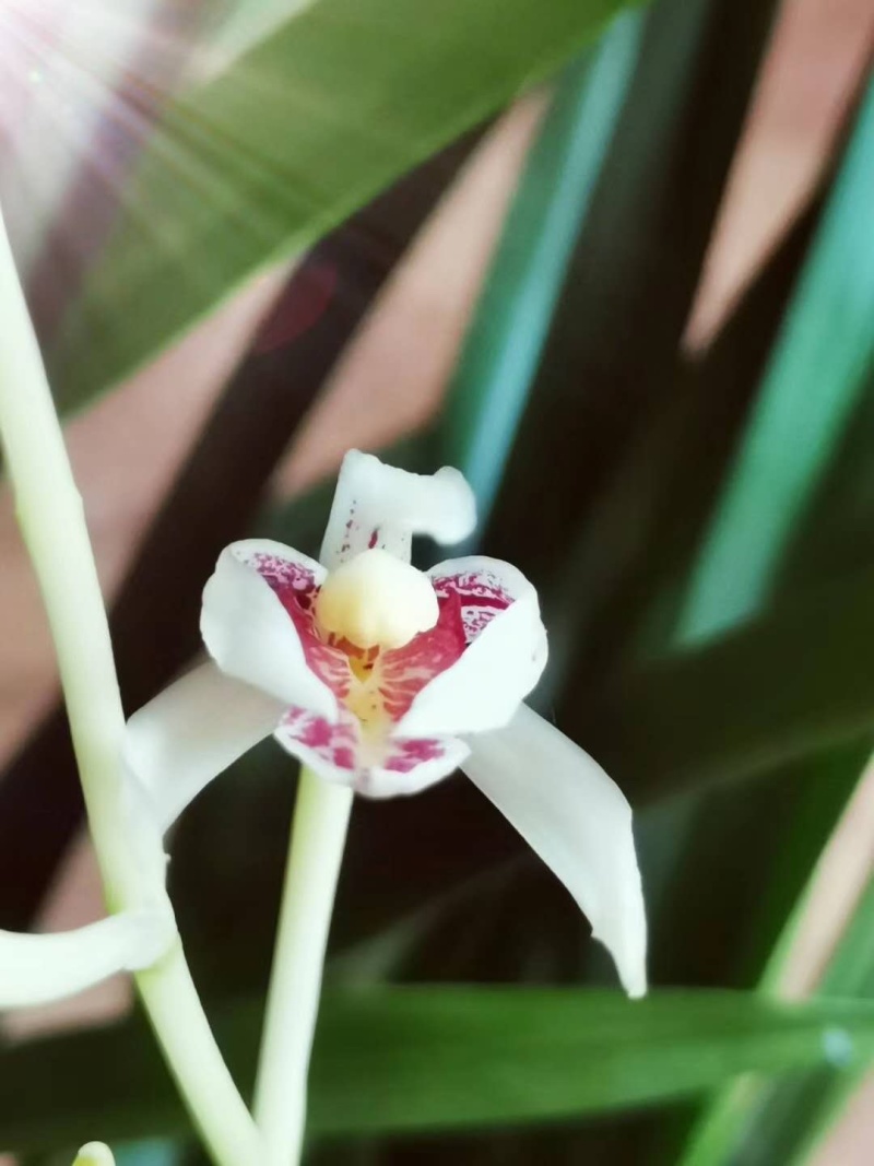 粤北山区兰花、大自然的馈赠......！
